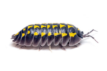 Armadillidum gestroi